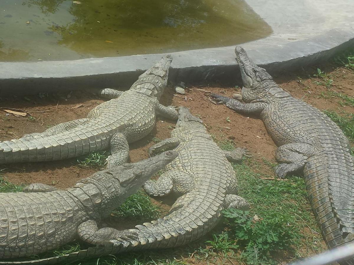 Elmolo Crocodile Park And Lodge Bondo Exterior photo